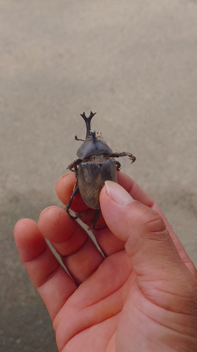 田んぼのやってたら カブトムシがいた！