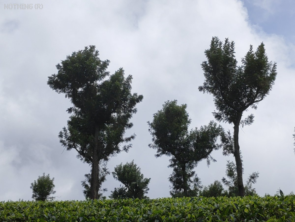 jithin2311's tweet photo. Not every great landscape needs a flagship. 🌿✨
These random landscapes from Nelliyampathy were captured on the Nothing Phone (4b). Swipe through and wait till the last shot—it's worth it. 📸🍃
@nothing @nothingindia @getpeid @AkisEvangelidis
#phone4b https://t.co/28OjjBNVOg