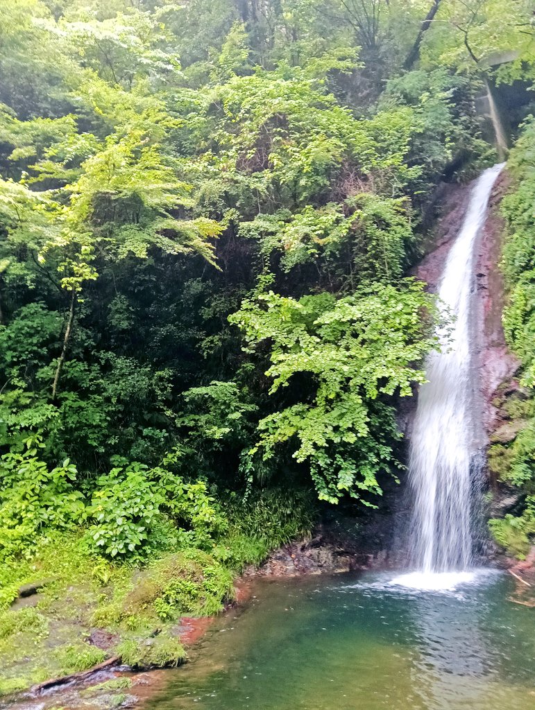 TakiChaya's tweet photo. ご来店ありがとうございます
秩父華厳の滝は曇り時々小雨、気温23℃、水量多め
滝入口のヤマユリが咲き始め、滝壺はまだつぼみ
🍀土日祝日11～18時までの営業
🌟ソフト��ェラート27種🍦
🍦甘夏シャーベット
期間限定ドリンク🧋🍋
自家製麹甘酒、秩父願い石巡礼
皆様のお越しを、お待ちしております🍀 https://t.co/vueKt0xB1O