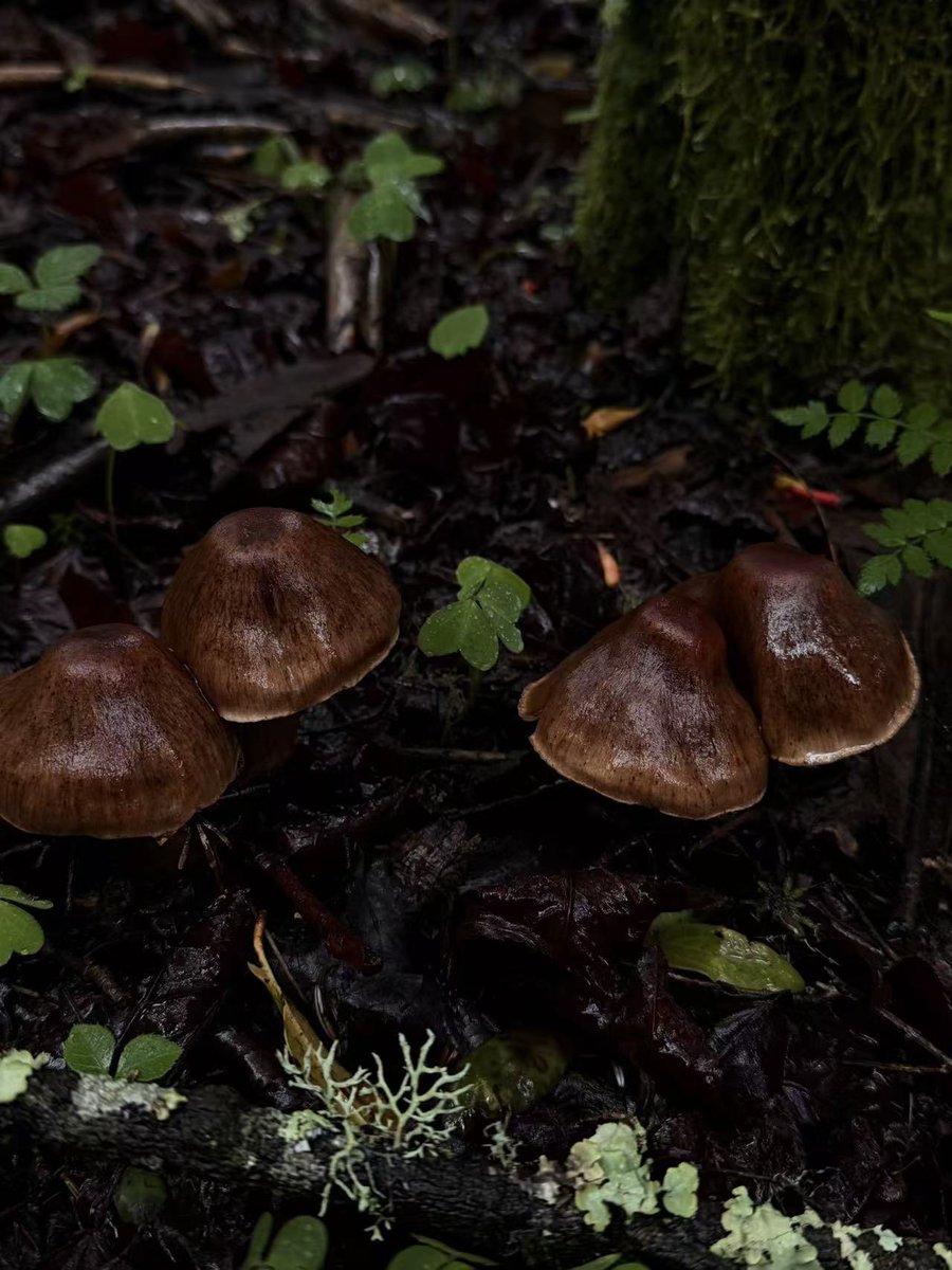 DYuldron's tweet photo. Summer foraging in the Himalayas: the best wild mushroom season of Xizang is here.
#Xizang #WildMushrooms #PlateauFood https://t.co/VTE9eUXJeu