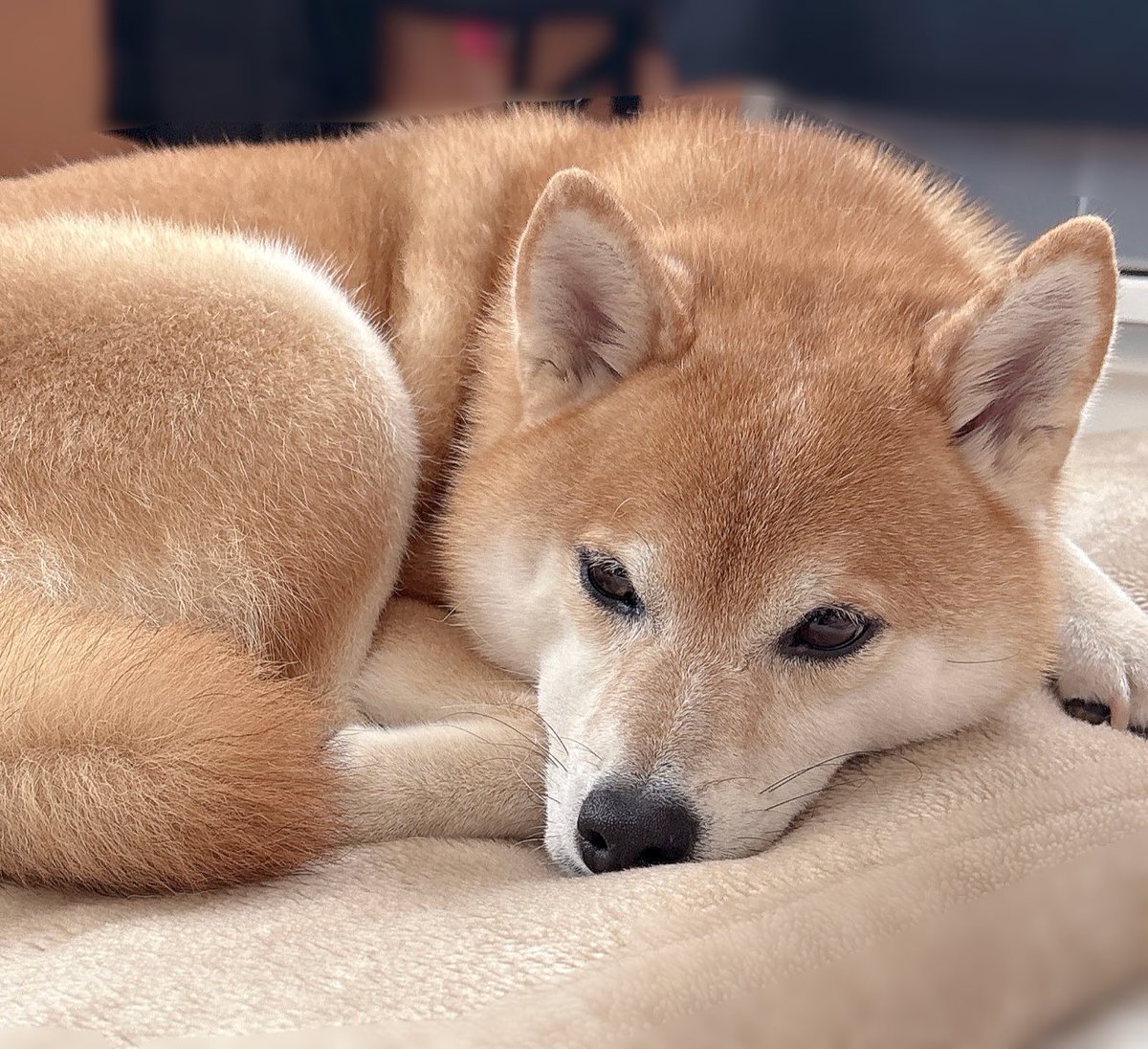 柴犬むぎ tweet media
