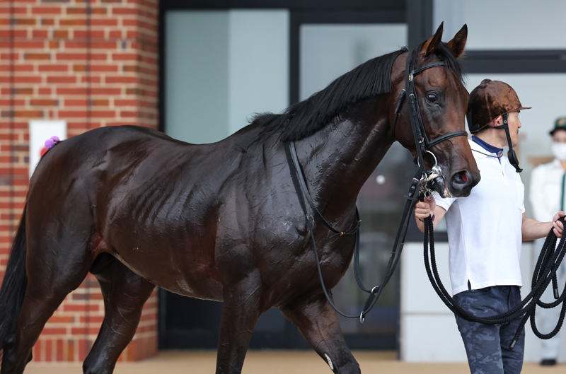 gallop_keiba's tweet photo. 函館1R、芝1800mの2歳未勝利戦は1番人気 #ロジクラウン が勝利！ 新馬戦ではジーティーサクラに敗れましたが、単勝1.2倍の人気に応えました！
父はサトノクラウン。姉に昨年の小倉牝馬Sを同着で勝ったシンティレーションがいます。 https://t.co/Z4G0tQzCwu