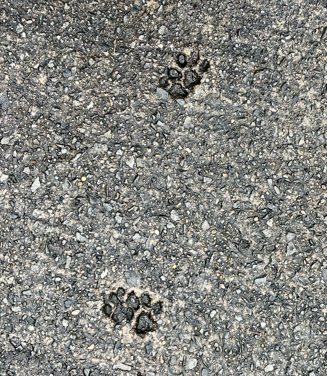 minamitakeoka's tweet photo. きゃわいいアスファルトみつけた🐾
いいことありそう https://t.co/AZZHNoB40V