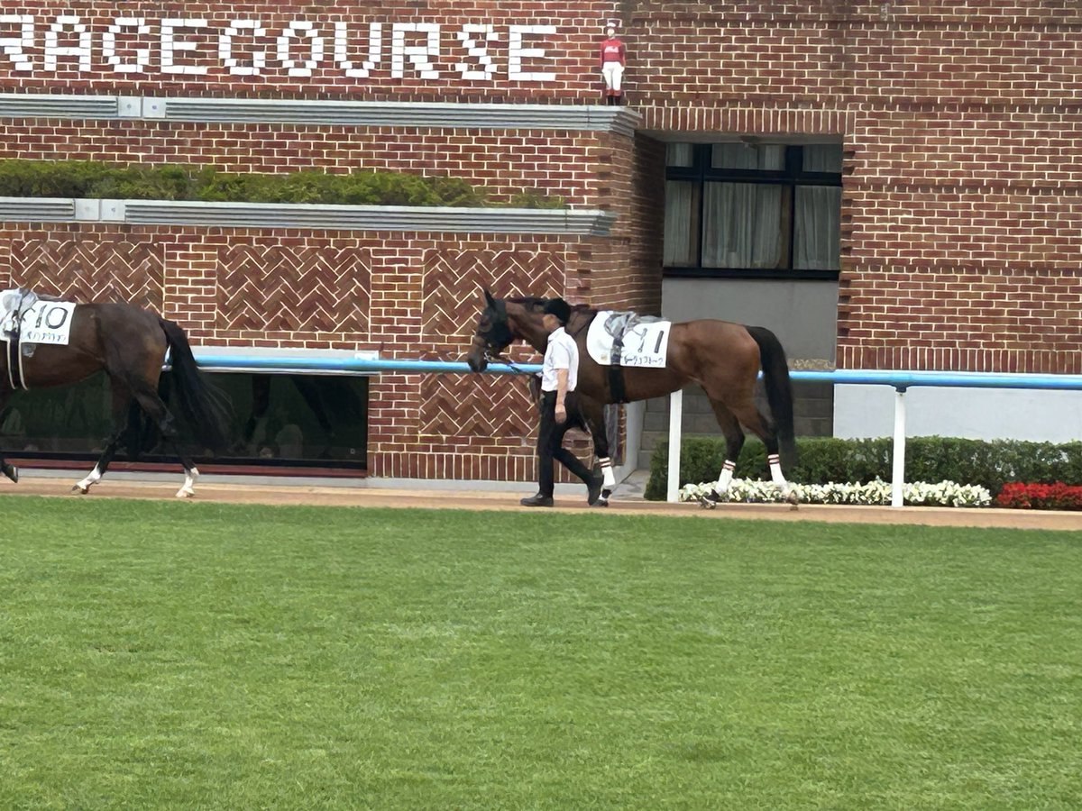 ichiichi53's tweet photo. 函館5R 東サラのルージュプルーヴ(非出資)良血だし馬体も良さげなんだけどな https://t.co/P2d7H0ZePj