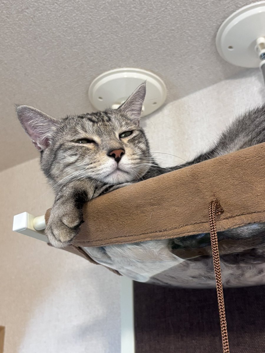 mih0_cheb's tweet photo. すずみねこ https://t.co/efG6UEocJO