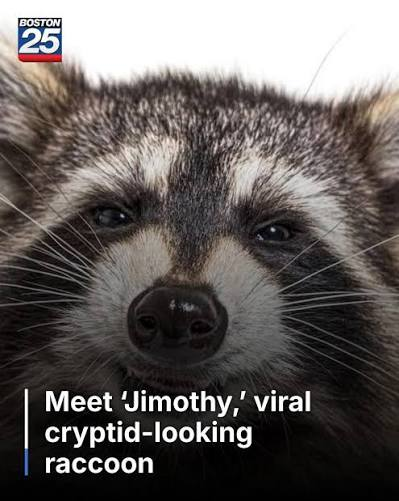 Jimothy The Raccoon tweet media