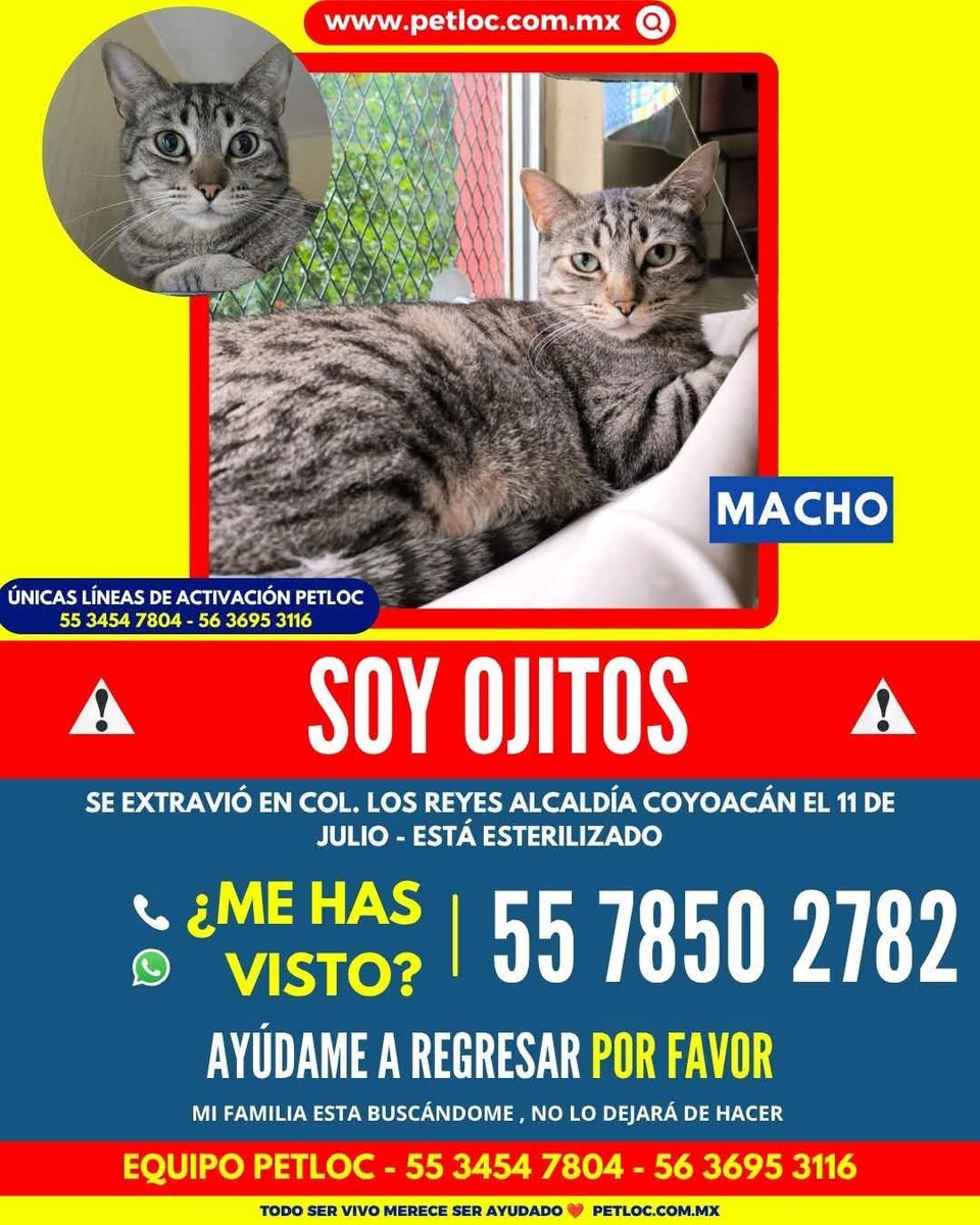 arca_satoshi's tweet photo. Michigente,  no se olviden de ayudarnos a compartir a Ojitos, por favor. 🙏

Pueden ver el video en el IG de @PetlocMX y compartir también desde ahi.

Les agradezco muchísimo. 

Por mínimo que sea,  cualquier ayuda significa una esperanza.
 https://t.co/VfBuPoHdF9 https://t.co/91sxCDFjuZ