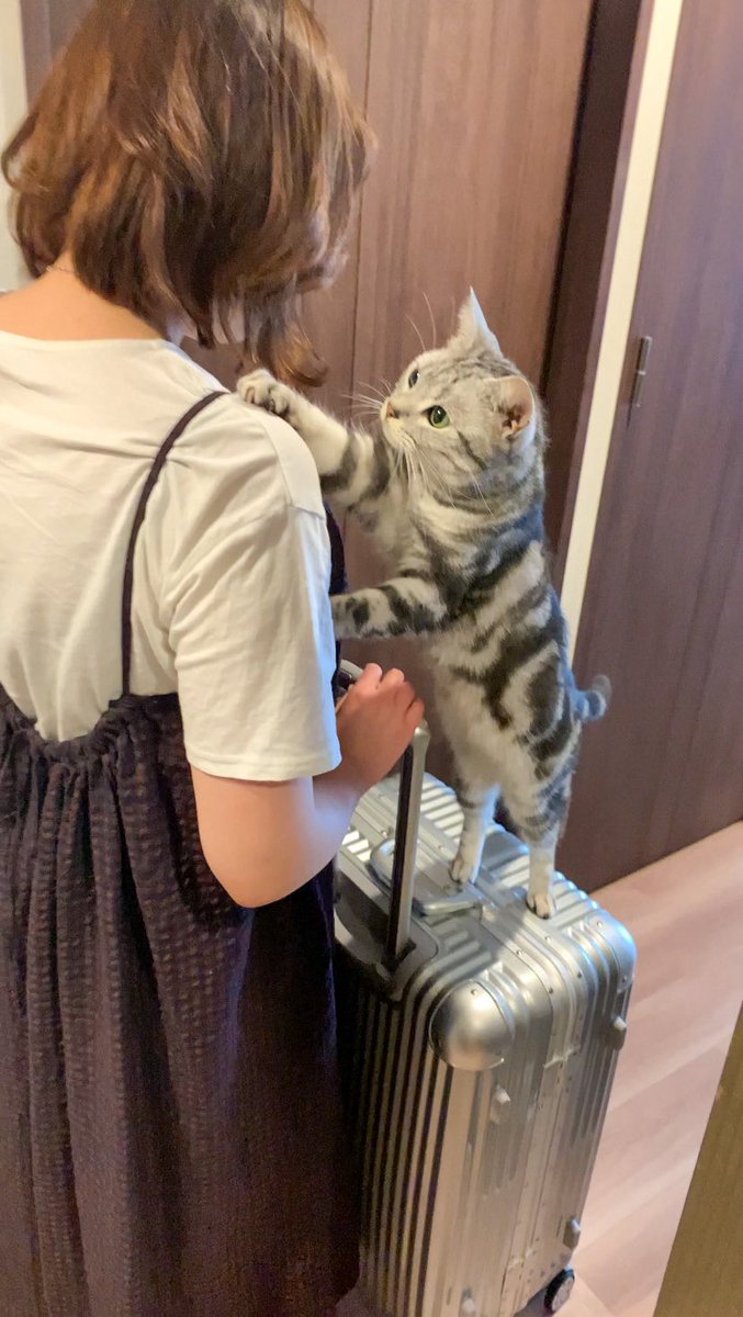 cat_anko3's tweet photo. 旅に出るかいぬしを見送るねこ https://t.co/rovYwtv0uK