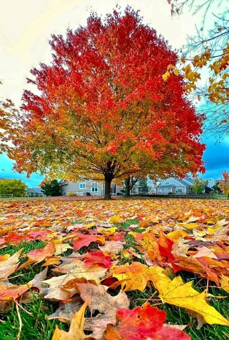 Nature🎄 tweet media