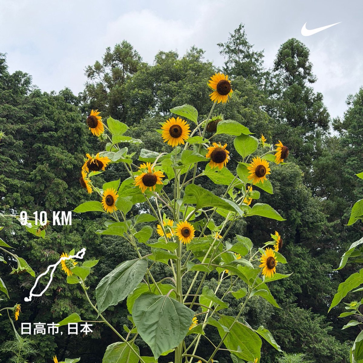 shige11komai's tweet photo. やっと走れた
#nikerunclub #runkeeper #coros #zoomfly6 https://t.co/EYoeFUE6LB