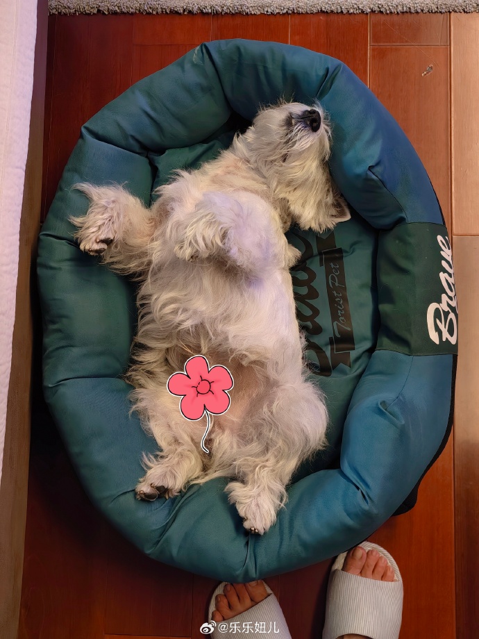 wprzlfan's tweet photo. My little pup just mastered "sit" today! 7 weeks of cuddles, tiny paws, and lots of peanut butter treats made this moment so perfect https://t.co/xSWKIyoHpu
