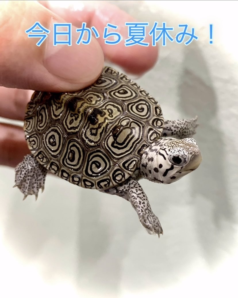 Herptile Lovers(ハープタイルラバーズ) (@herptilelovers) / Posts / X