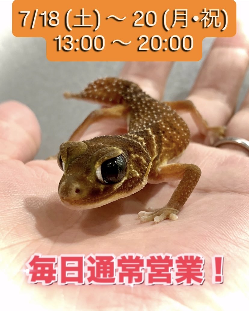 Herptile Lovers(ハープタイルラバーズ) (@herptilelovers) / Posts / X