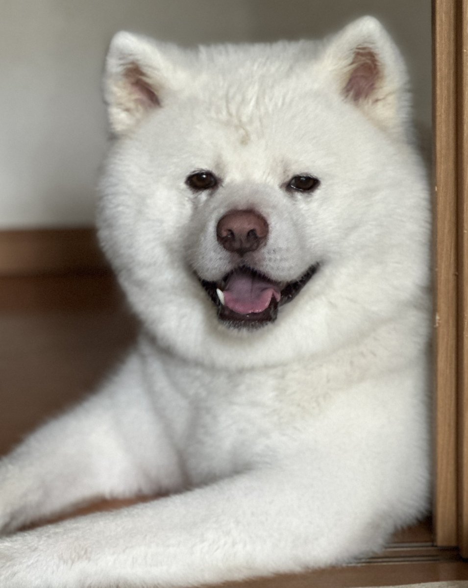 miqik's tweet photo. シャンプーされました🧴✨️

 #秋田犬 https://t.co/CokgGQbnO3