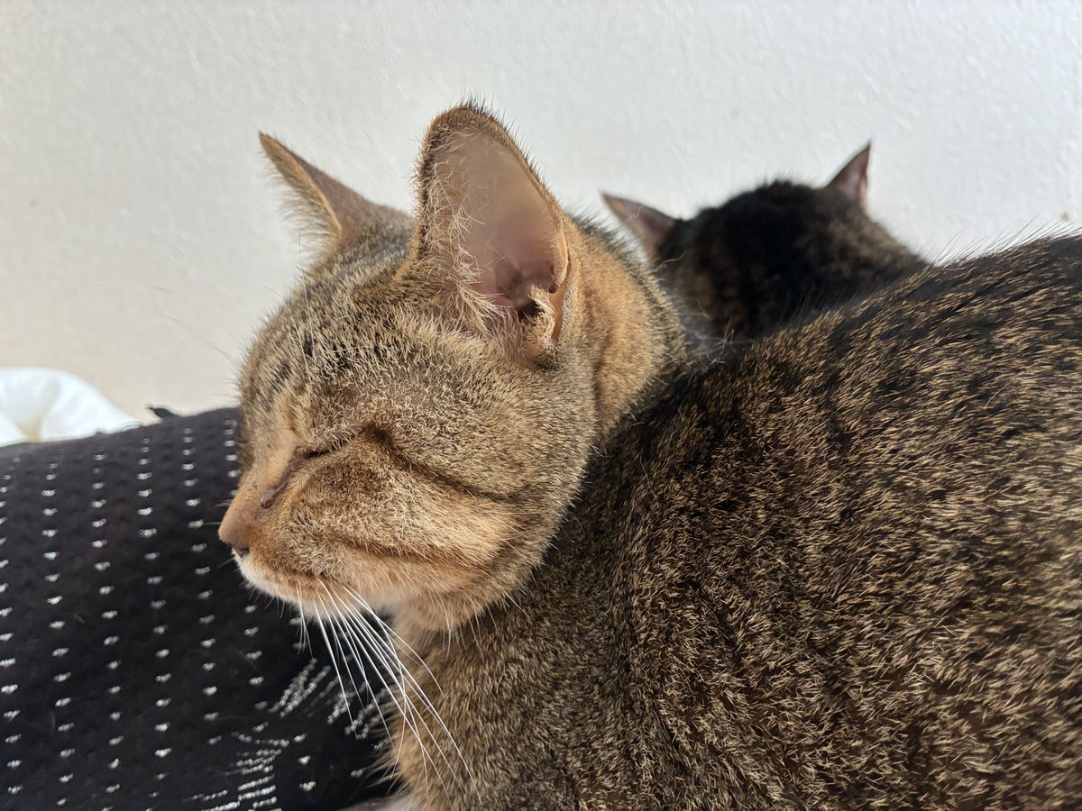 wasabi_moch's tweet photo. ずっとそばにいたいよ🥹すっかり歳をとっちゃって。。。後ろ姿愛しすぎる…(̨̡ ᵒ̴̶̷̥́- ᵒ̴̶̷̣̥̀     )̧̢ https://t.co/LMr3X7f9jd