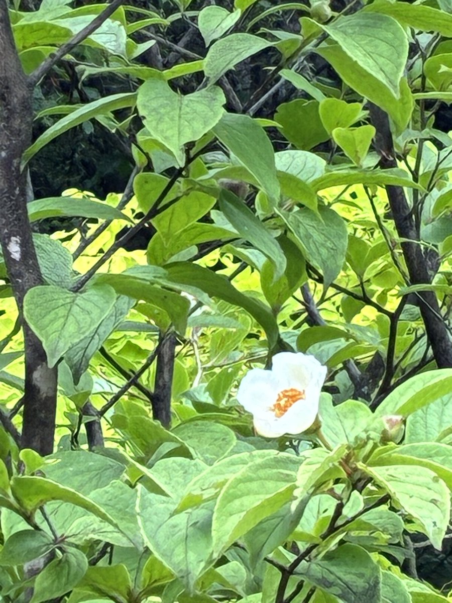 Post by かのぴー🕊 on X: 夏椿