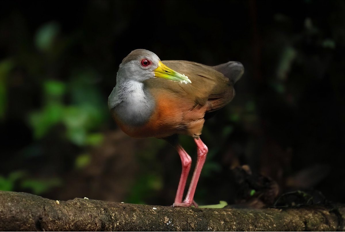 mitoGFP's tweet photo. Purple Gallinule and Wood-rail #birdseenin2026 #birds #birdphotography #gallinule #birdsofecuador #Ecuador #sonyA1 #birdsoftwitter https://t.co/UGlJM170Rd