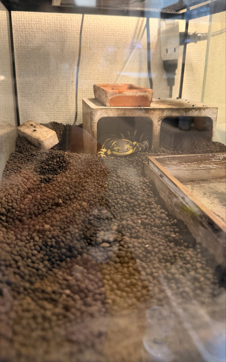 AQUAFISH's tweet photo. トラオ氏も大人になったので、落ち着いて餌を待てるようになりました
→もらえなかったので一度撤退
＃タイガーサラマンダー https://t.co/8hYEGERqV1