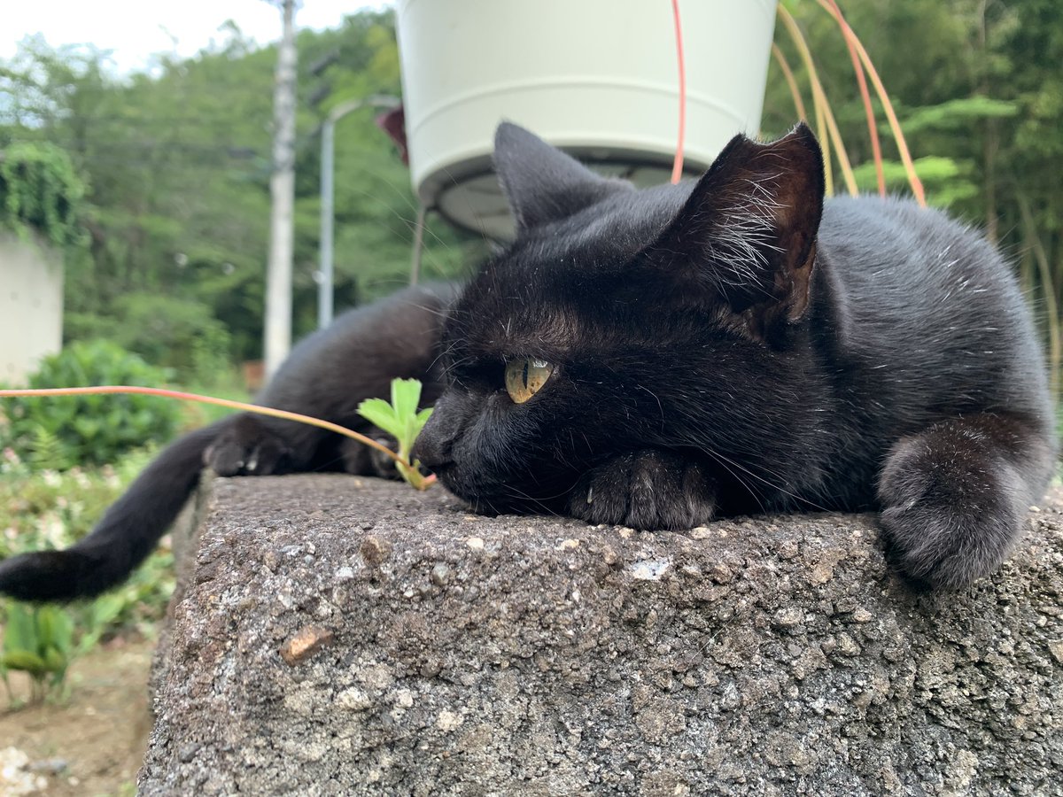 sushi_suchi's tweet photo. くーたんのお薬生活約1ヶ月が終わりました(ฅ`･ω･´ฅ)  いろいろ試したけど結局投薬器で直接喉につっこむのが1番でした。 https://t.co/3TU2gbd3N4