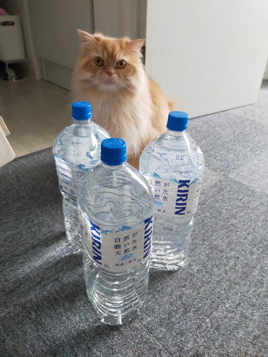 mtk_rg's tweet photo. 猫避けず https://t.co/Fo52zv9Lwr
