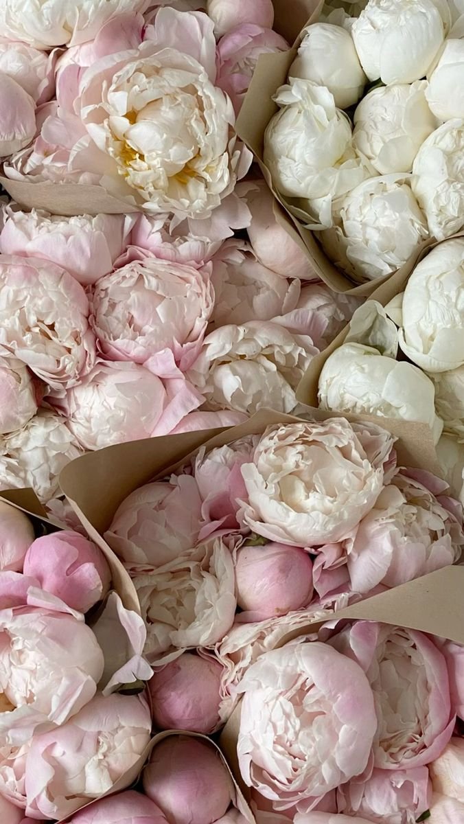 none_nona2nd's tweet photo. Selamat pagi, atas nama Tuan @sei04n ini ada kiriman bucket bunga Peony hari ini.
Secara umum, bunga peony melambangkan kemakmuran, keberuntungan, cinta, dan kehormatan.
Seperti halnya cinta #Casseitte akan menjadi keberuntungan bagi kakak.
-With all love, your beloved warga https://t.co/pCH67VMJJp