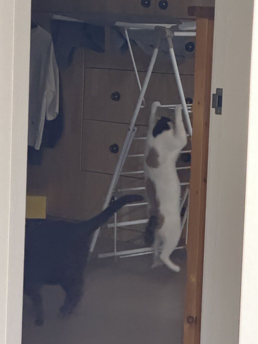 vmflfkep's tweet photo. 풀업을 즐기는 고양이 https://t.co/vBoXqZaTr7