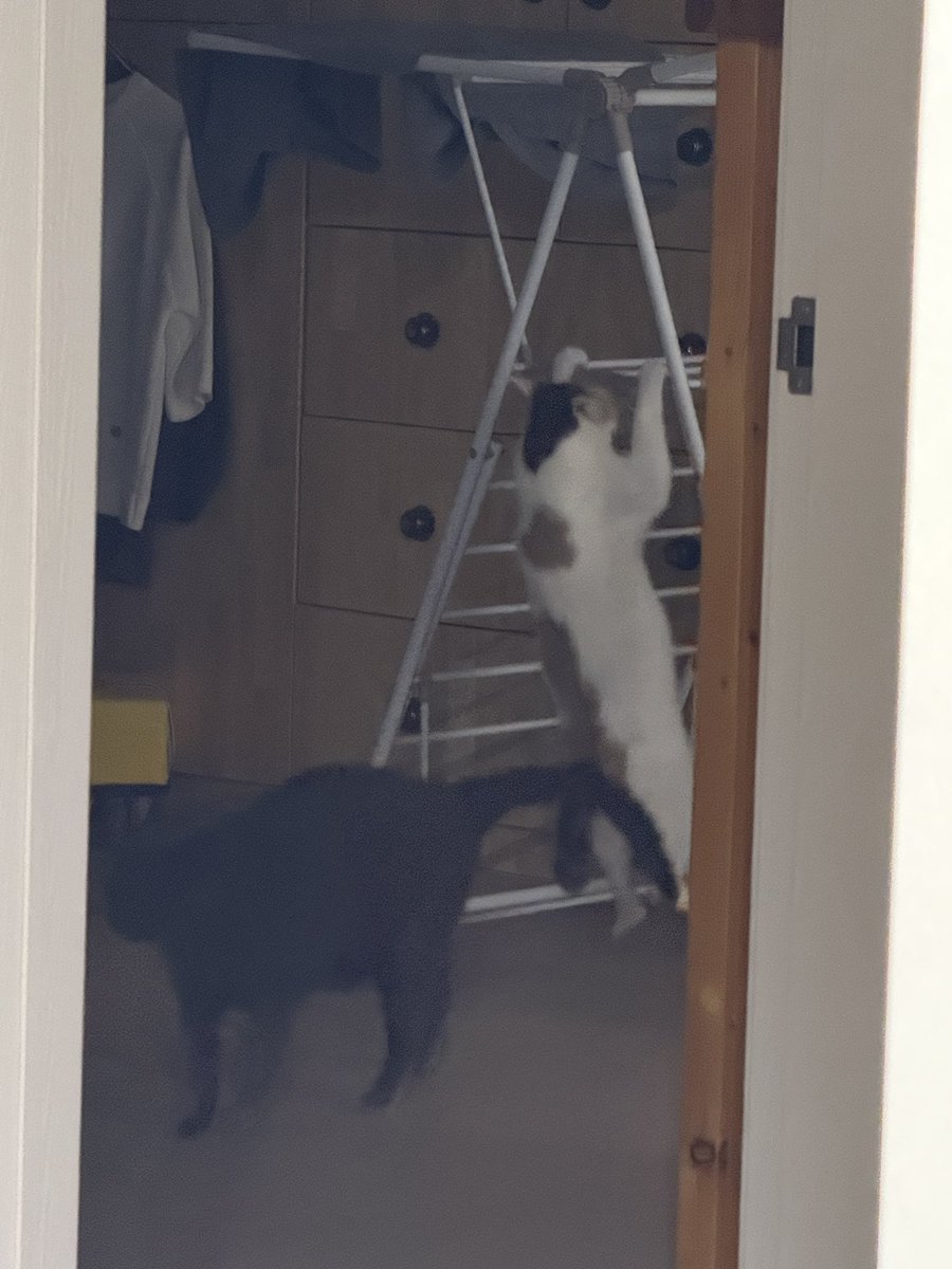vmflfkep's tweet photo. 풀업을 즐기는 고양이 https://t.co/vBoXqZaTr7