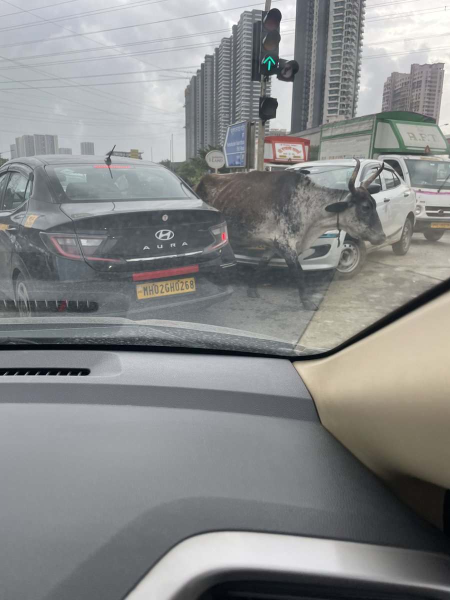 gharshaG's tweet photo. @mybmc  encountering cows in eastern expressway in the middle of the road in a  city like Mumbai which earns works with budgets of more than USD 7Billion . Who takes responsibility of these cows and why are cows being allowed on road ? Shame ! https://t.co/em8EYRe0dD