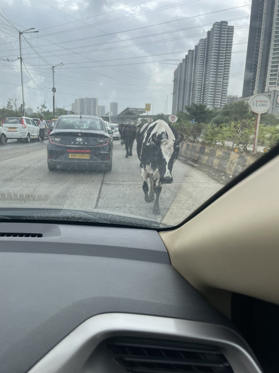 gharshaG's tweet photo. @mybmc  encountering cows in eastern expressway in the middle of the road in a  city like Mumbai which earns works with budgets of more than USD 7Billion . Who takes responsibility of these cows and why are cows being allowed on road ? Shame ! https://t.co/em8EYRe0dD