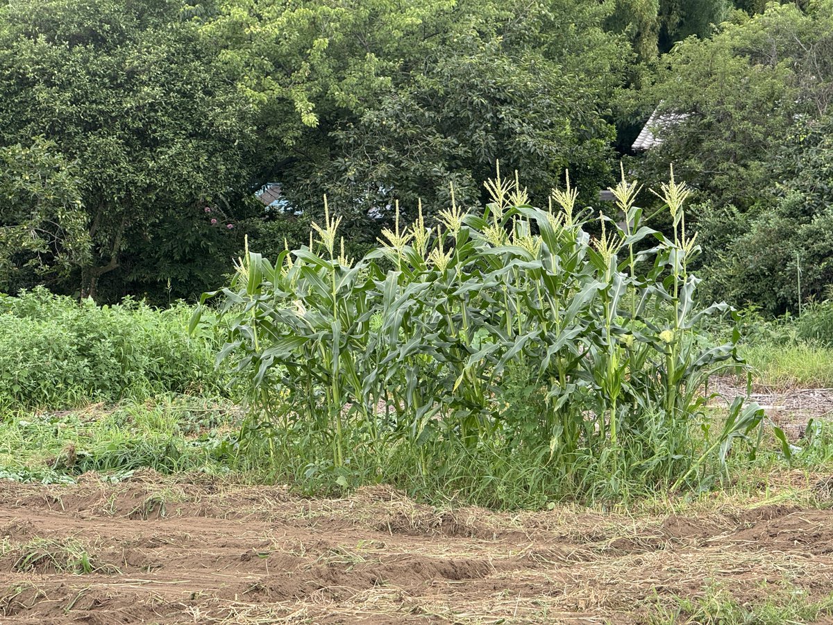 HIMA_FUNA's tweet photo. 全部ダメになったと思って🥜が半分生きてて

🌽はかなり優秀な結果を残している

芋は見えない

🫛は四本生きてたのに
一本以外
肥料直がけして死亡

買って食べているだけの人間には分からない
農家さんの努力を知る

#感謝
#勉強タイム https://t.co/kNuiItCFtz