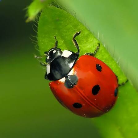 missradium's tweet photo. She kinda looks like a ladybug with all her buttons and i love that 
#backrooms https://t.co/FGiAtM81Gt
