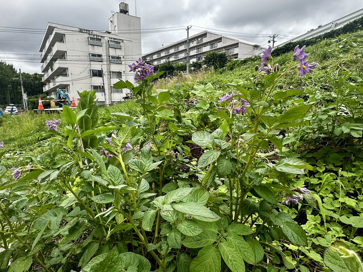 _norippa's tweet photo. 草刈り特集の現代農業を貸してもらった📖ジャガイモの花がきれい🌱 https://t.co/uyo3N9LQxf