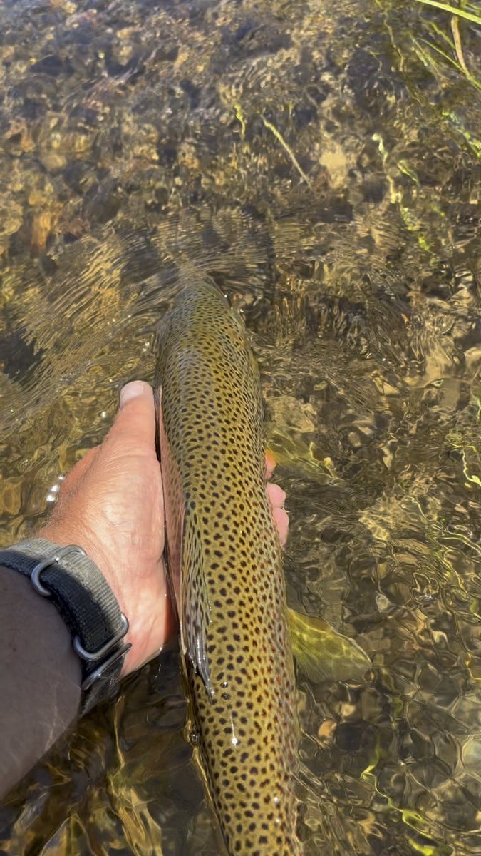 BPFlyfishing's tweet photo. Breakfast at Green River Lakes, and camping on the northern edge of the Wind River range.

#flyfishing #flyfishingadverntures #flyfishinglife #browntrout #windriverrange https://t.co/WwR4KCDkCM