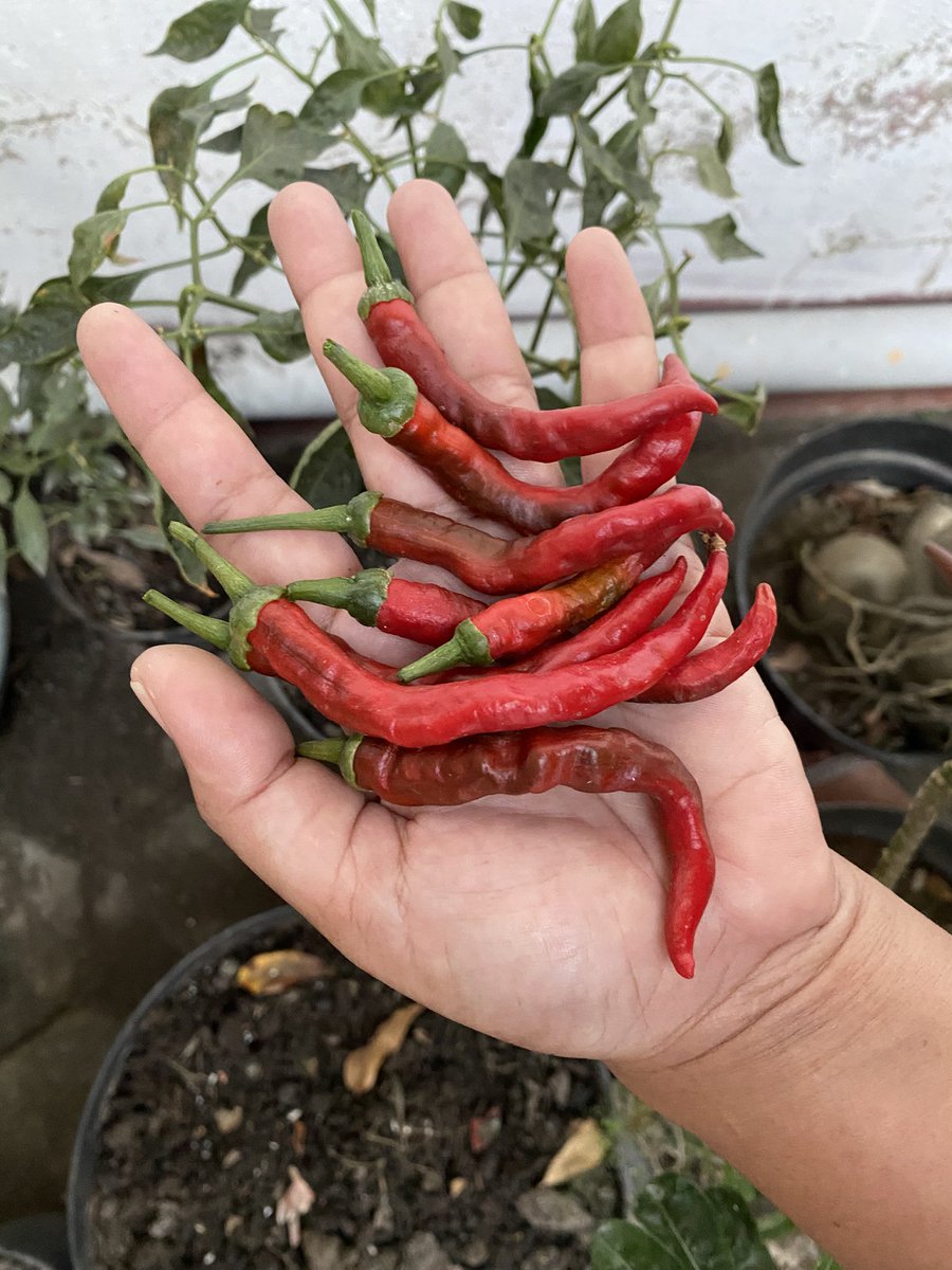 lean0n_u's tweet photo. Pertama kali panen sebagai pemula, jujur happy karena biasanya selalu mati di pertengahan. Btw baru tahu juga kalo cabe merah itu cuma sekali buah habis itu pasti mati (?)

Ada lagi gak sayur/buah yg cuma bisa berbuah sekali aja terus mati? https://t.co/4AUwFZQqZv
