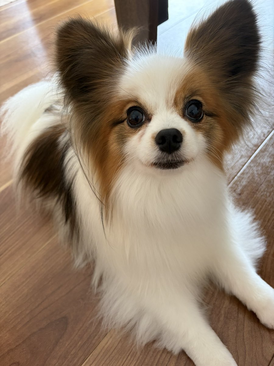 papillon_akubi's tweet photo. 7月もサラサラにしてもらいました🫶💕
いい匂い♡

#パピヨン  #いぬのいる暮らし  #ひとりじゃないって最強だ  #犬好きな人と繋がりたい  #プロシャン #トリミング https://t.co/xmy5c2ASH6
