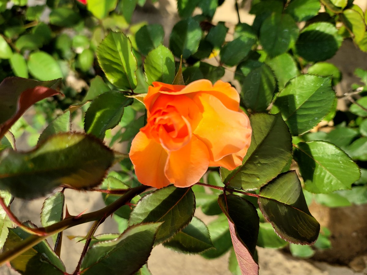 ManalNoor9's tweet photo. From My Mom's garden❤️ https://t.co/LEj5GqWwX7