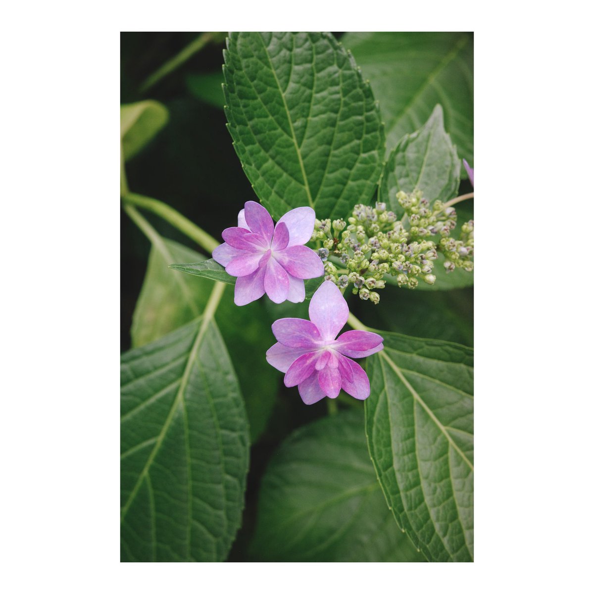 ris__a____'s tweet photo. #flowerphotography https://t.co/S3ObyaqCVX