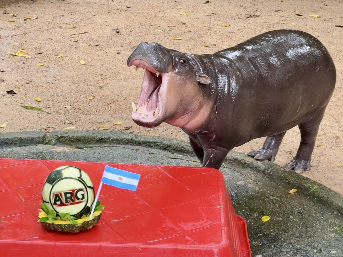 KhaokheowZoo's tweet photo. “หมูเด้ง” ขอแก้มือ! ฟันธง “อาร์เจนตินา” คว้าแชมป์ฟุตบอลโลก 2026 🦛⚽

วันที่ 18 กรกฎาคม 2569 ณ ส่วนแสดงฮิปโป สวนสัตว์เปิดเขาเขียว อำเภอศรีราชา จังหวัดชลบุรี นายณรงวิทย์ ชดช้อย ผู้อำนวยการสวนสัตว์เปิดเขาเขียว ร่วมสร้างสีสันให้กับนักท่องเที่ยว ด้วยกิจกรรมทายผลการแข่งขันฟุตบอลโลก 2026 รอบชิงชนะเลิศ ระหว่าง ทีมชาติสเปน พบ ทีมชาติอาร์เจนตินา

ภายในกิจกรรม งานโภชนาการ สวนสัตว์เปิดเขาเขียว ได้จัดเตรียมผลไม้สำหรับเป็นอาหารเสริมพฤติกรรม (Animal Enrichment) พร้อมแกะสลักชื่อทีมชาติ ESP และ ARG อย่างสวยงาม และปักธงชาติของทั้งสองประเทศบนชุดผลไม้ ขณะที่พี่เบนซ์ ผู้ดูแลฮิปโปแคระ ร่วมจัดเตรียมอาหารเสริมพฤติกรรม ก่อนปล่อยให้ “หมูเด้ง” ฮิปโปแคระขวัญใจมหาชน เป็นผู้เลือกทีมที่คาดว่าจะคว้าแชมป์โลก

เมื่อเริ่มกิจกรรม หมูเด้งเดินตรงไปยังชุดผลไม้ที่ปักธงชาติ อาร์เจนตินา (ARG) อย่างไม่ลังเล ท่ามกลางเสียงเชียร์และรอยยิ้มของนักท่องเที่ยวที่มาร่วมชม ส่งผลให้คำทำนายของหมูเด้งในครั้งนี้คือ ทีมชาติอาร์เจนตินา จะเป็นแชมป์ฟุตบอลโลก 2026

นายณรงวิทย์ ชดช้อย ผู้อำนวยการสวนสัตว์เปิดเขาเขียว กล่าวว่า กิจกรรมดังกล่าวจัดขึ้นเพื่อสร้างความสุข ความสนุก และสีสันให้กับนักท่องเที่ยว ควบคู่กับการส่งเสริมพฤติกรรมสัตว์ (Animal Enrichment) โดยใช้ผลไม้เป็นอาหารเสริมพฤติกรรม เพื่อกระตุ้นให้สัตว์ได้ออกกำลังกาย ลดความเครียด แสดงพฤติกรรมตามธรรมชาติ และได้รับอาหารในปริมาณที่เหมาะสมตามหลักโภชนาการ

ทั้งนี้ ไม่ว่าผลการแข่งขันจริงจะตรงกับการเลือกของหมูเด้งหรือไม่ กิจกรรมดังกล่าวจัดขึ้นเพื่อสร้างความบันเทิงและรอยยิ้มให้กับนักท่องเที่ยว รวมถึงแฟนฟุตบอลทั่วโลก โดยการทายผลของหมูเด้งเป็นเพียงกิจกรรมเพื่อความบันเทิงและการประชาสัมพันธ์เท่านั้น ไม่มีเจตนาส่งเสริมหรือสนับสนุนการเล่นการพนัน ซึ่งเป็นสิ่งผิดกฎหมายแต่อย่างใด
#หมูเด้ง #moodeng #ฟุตบอลโลก #สวนสัตว์เปิดเขาเขียว