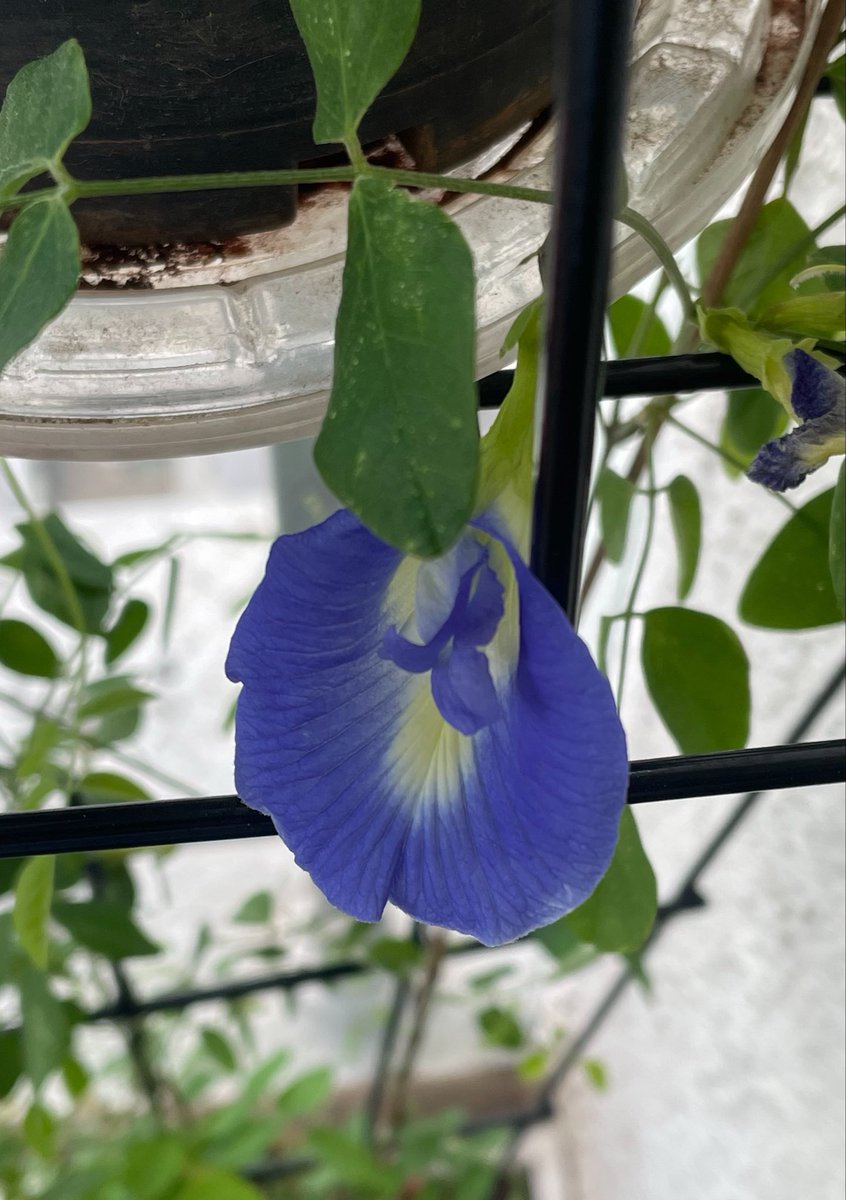Samik2010's tweet photo. The Aparajita blooms in my garden again. After years of gloom https://t.co/yEZpE5rGIF