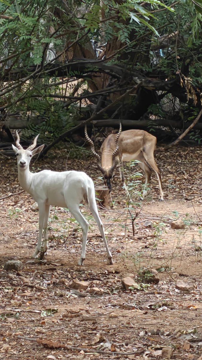 soami_m17's tweet photo. Hey deer 
@doeincrisis https://t.co/UmcRdcg6A6