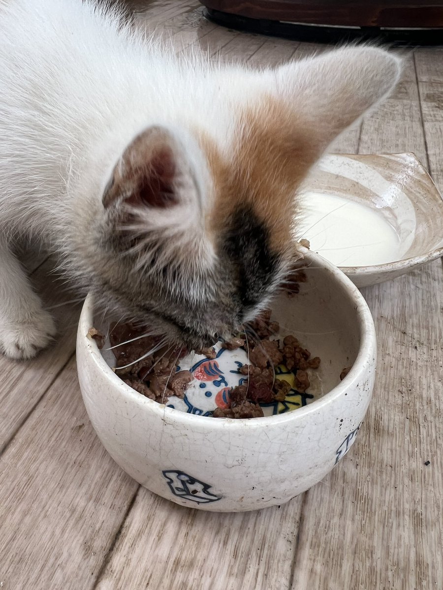 ki_ta22's tweet photo. 道の真ん中で弱ってる子猫を保護しました…

うちは重度の猫アレルギーの子供と鳥がいるので飼えず😭
当方群馬南部なんですが里親を検討していただける方はおりますでしょうか？

目に怪我があり病院につれていく予定です。

#里親募集
#猫 https://t.co/Zhwa3R3GH1