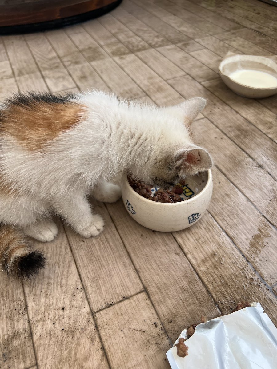 ki_ta22's tweet photo. 道の真ん中で弱ってる子猫を保護しました…

うちは重度の猫アレルギーの子供と鳥がいるので飼えず😭
当方群馬南部なんですが里親を検討していただける方はおりますでしょうか？

目に怪我があり病院につれていく予定です。

#里親募集
#猫 https://t.co/Zhwa3R3GH1