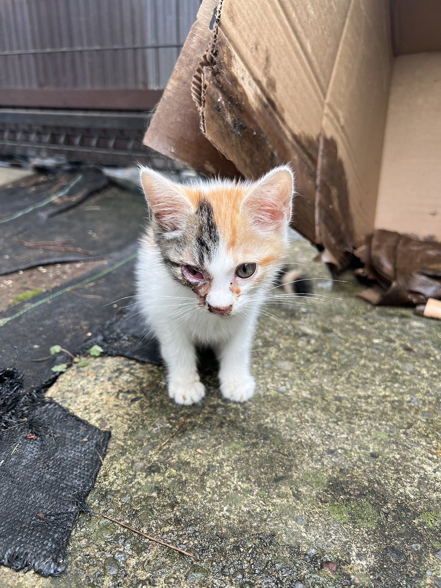 ki_ta22's tweet photo. 道の真ん中で弱ってる子猫を保護しました…

うちは重度の猫アレルギーの子供と鳥がいるので飼えず😭
当方群馬南部なんですが里親を検討していただける方はおりますでしょうか？

目に怪我があり病院につれていく予定です。

#里親募集
#猫 https://t.co/Zhwa3R3GH1