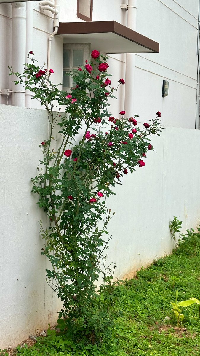 vrundavs's tweet photo. Last week while I was in Mysore~~
In an empty site…saw this beautiful rose 🌹 plant..all on her own
Asked my sis-in-law about her.
She said just like that one morning she noticed it..& then she kept growing!
She looked so pretty 🤩
Being alone is beautiful too 🌹
#randomstory https://t.co/tvarKIVzqU