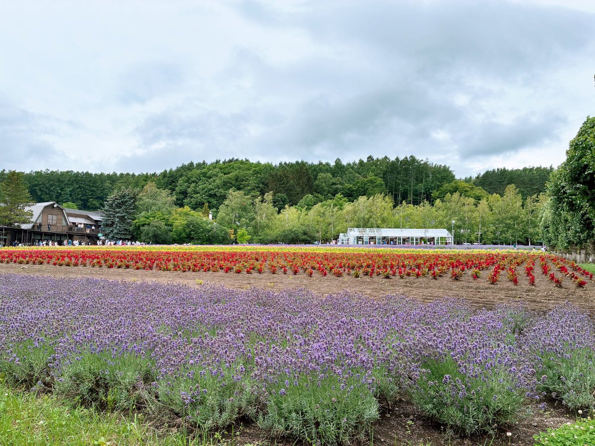 a_chandayoooo's tweet photo. ラベンダー以外もたくさんのお花と、北海道を感じられて大満足
メロンとっても甘い🍈 https://t.co/DOTai76Mtg
