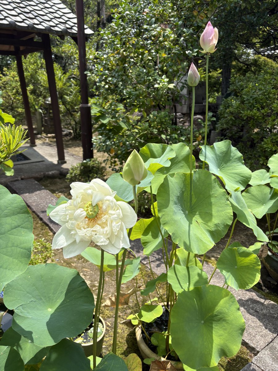 wh8_p8's tweet photo. 用事があって近所の尼寺へ行った所、すごく綺麗に咲いていたのでスマホを取りに家に戻り、芹沢鴨先生をお連れしてパシャリ✨
芹沢先生と蓮の花とっても似合うなぁ🥰
#芹沢鴨 #綾野剛 https://t.co/z6DrtuWRQr