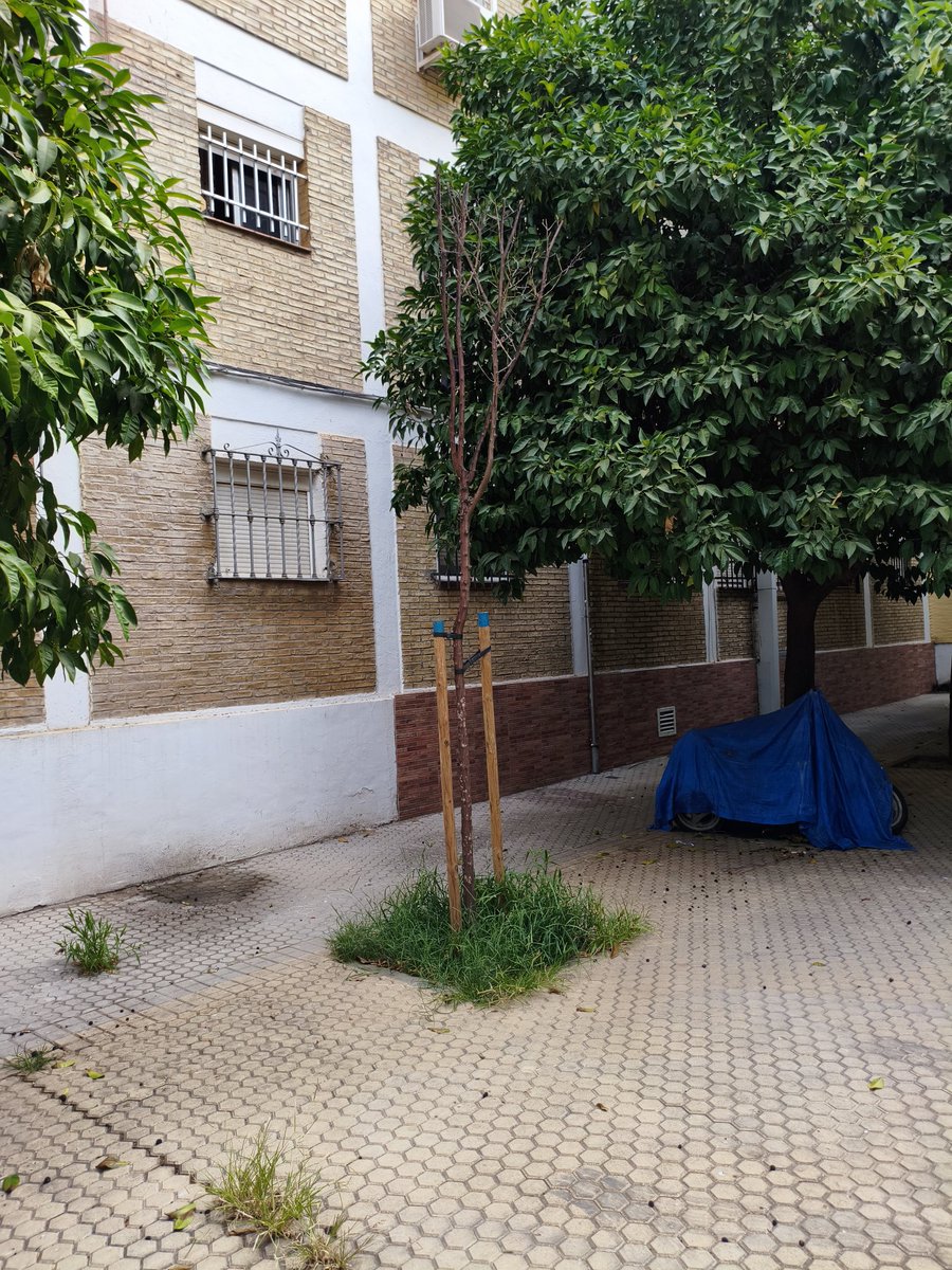 Rojosensato7's tweet photo. A cuanto nos sale el árbol que se siembra y no se riega?? #sevilla https://t.co/9hP0ldTgfE