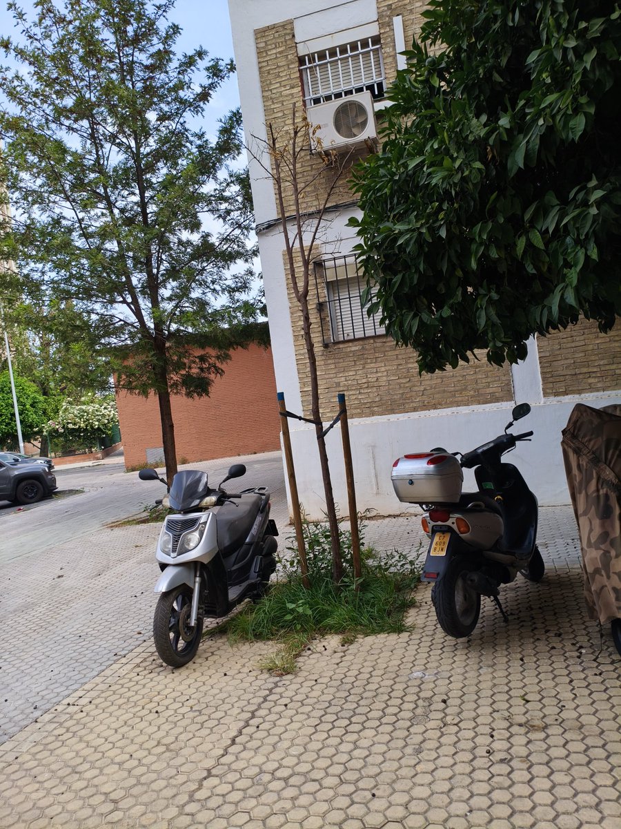 Rojosensato7's tweet photo. A cuanto nos sale el árbol que se siembra y no se riega?? #sevilla https://t.co/9hP0ldTgfE
