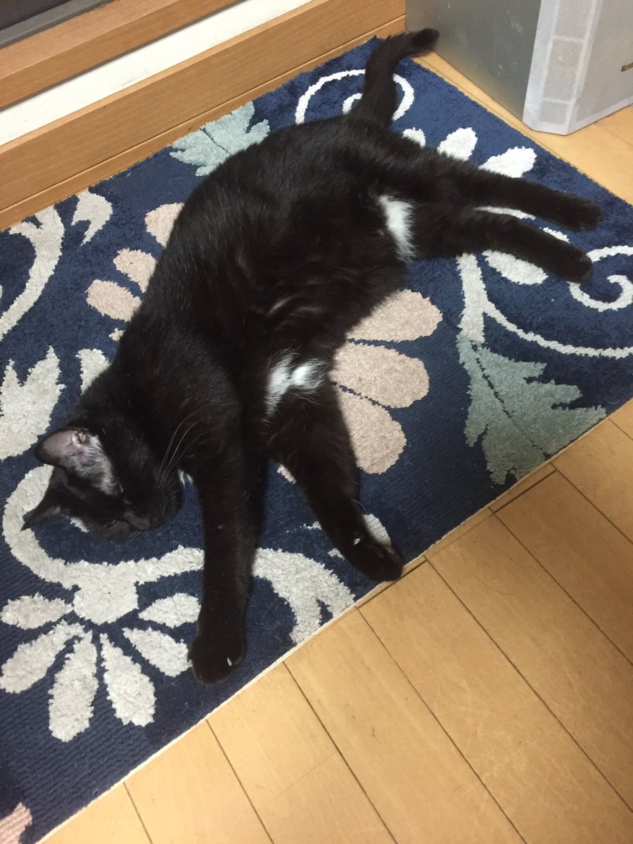 luke_gechu's tweet photo. 壁紙と猫用出入口の周りがめっちゃきったねえのはめちゃデカかった先代黒げちゅの腹が擦れた跡なので…キレイにできないの…🥲
(今のげちゅ様の腹が擦れてないとは言ってない)
 #キジトラ猫  #黒猫  #猫好きさんと繫がりたい𓏲𓎨  #猫のいる暮らし  #猫がいる幸せ https://t.co/pJOA6ScSVd