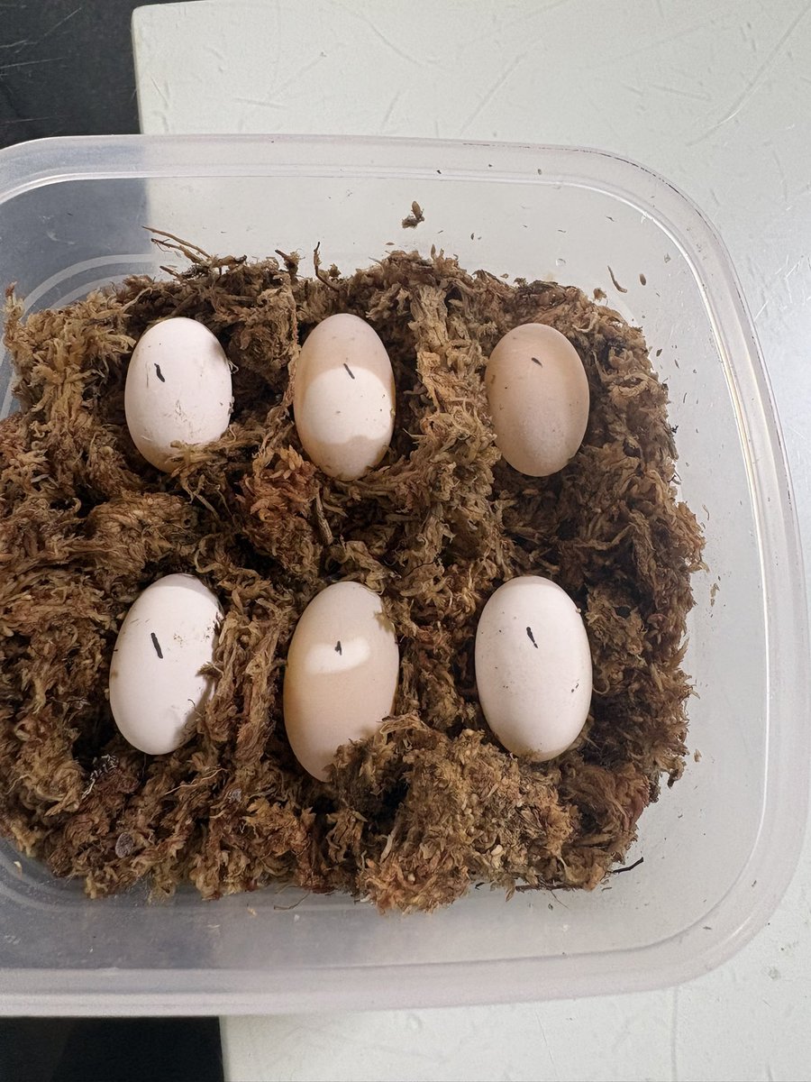 HATIMITU4334's tweet photo. 5つ有精卵ぽいな https://t.co/YVkt11kndj